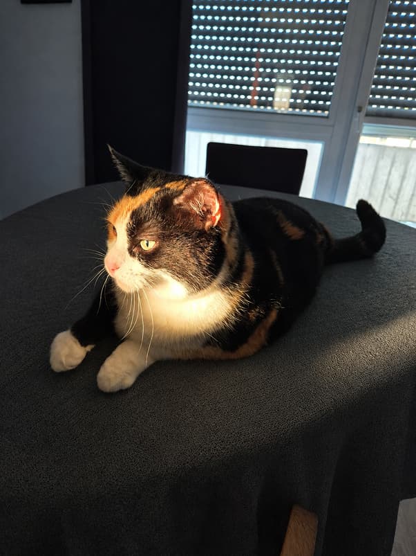 Basking in the morning sun