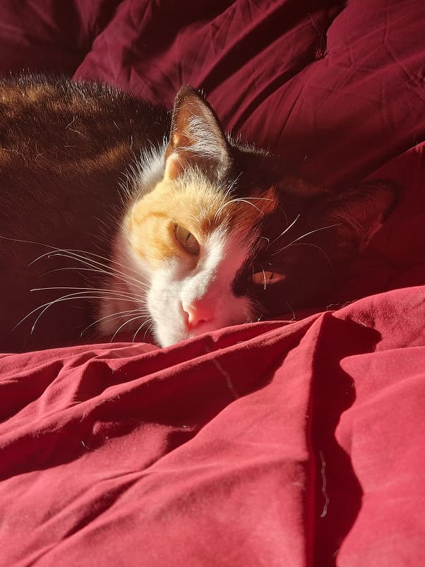 Relaxing in the sun